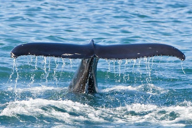 Reykjavik Whales & White Water Rafting Adventure - White Water Rafting Review
