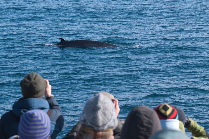 Reykjavik Whales & White Water Rafting Adventure - Frequently Asked Questions