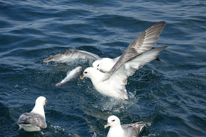 Reykjaviks Finest Catch: Guided Sea Angling Tour for All Levels - Customer Feedback