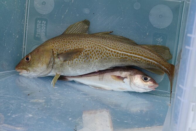 Reykjaviks Finest Catch: Guided Sea Angling Tour for All Levels - Booking Information