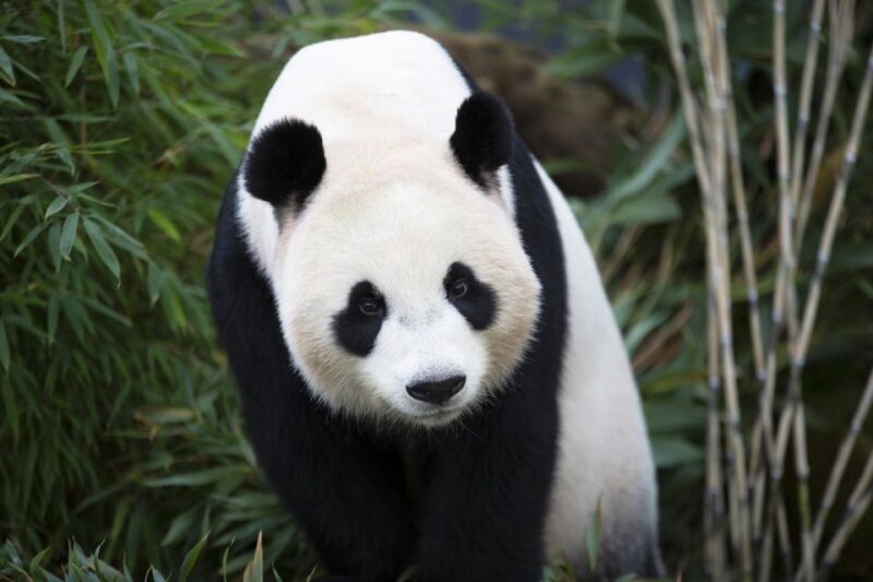 Rhenen: Ouwehands Zoo Entry Ticket - Giant Pandas and Koalas