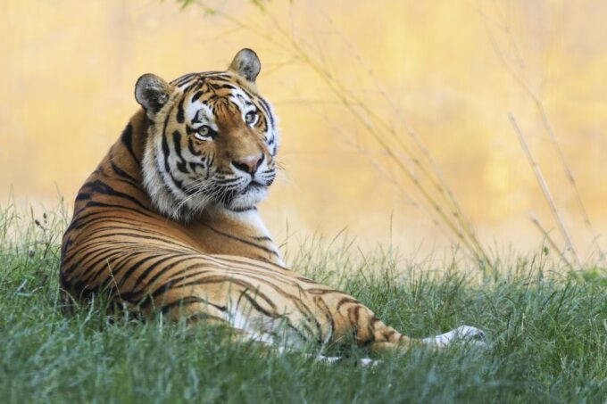 Rhenen: Ouwehands Zoo Entry Ticket - Habitat Education and Conservation