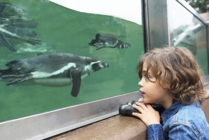 Rhenen: Ouwehands Zoo Entry Ticket - Customer Feedback and Ratings