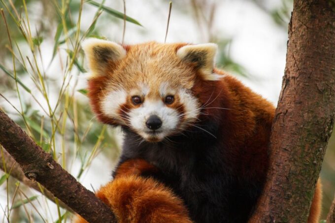 Rhenen: Ouwehands Zoo Entry Ticket - Frequently Asked Questions
