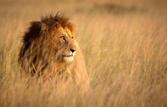 Rhino and Lion Park Guided Tour From Johannesburg - Key Points