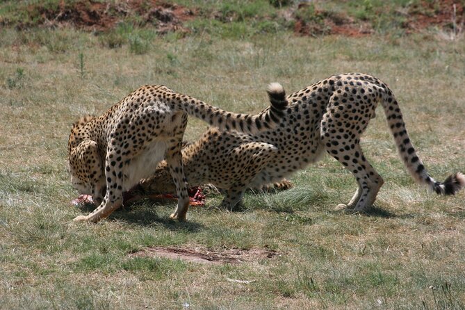 Rhino and Lion Park Guided Tour From Johannesburg - Customer Ratings