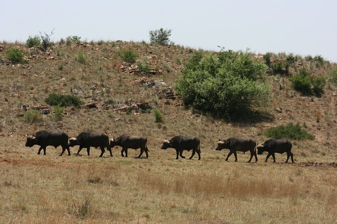 Rhino and Lion Park Guided Tour From Johannesburg - Booking Confirmation