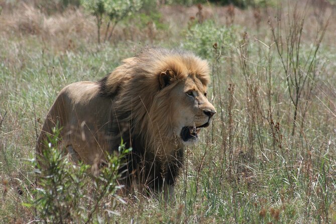 Rhino and Lion Park Guided Tour From Johannesburg - Accessibility and Cancellation
