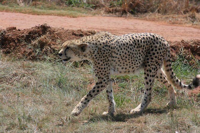 Rhino and Lion Park Guided Tour From Johannesburg - Price and Guarantee