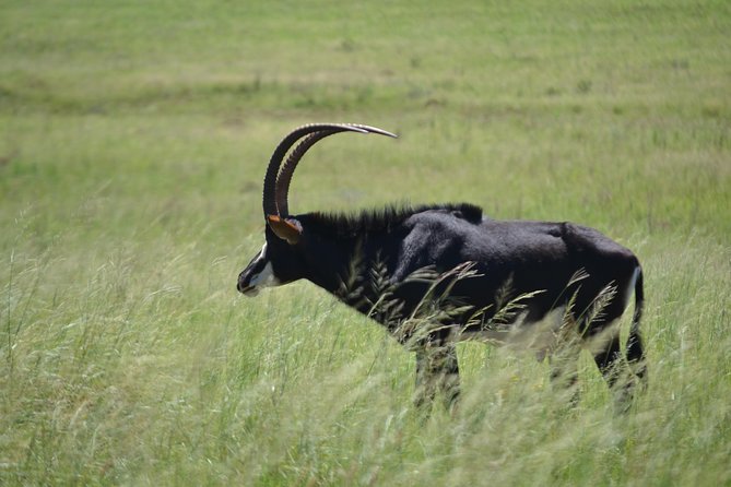 Rhino and Lion Park Guided Tour From Pretoria, THURSDAYS & SUNDAYS - Wildlife Experience