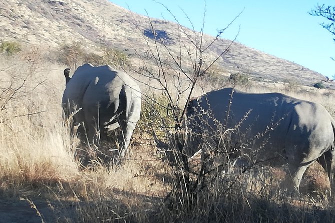 Rhino and Lion Park Half Day Safari From Johannesburg - Accessibility