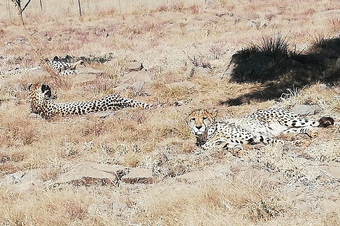 Rhino and Lion Park Half Day Safari From Johannesburg - Booking Information