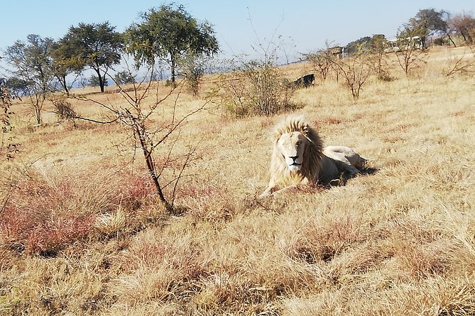 Rhino and Lion Park Half Day Safari From Johannesburg - Traveler Reviews