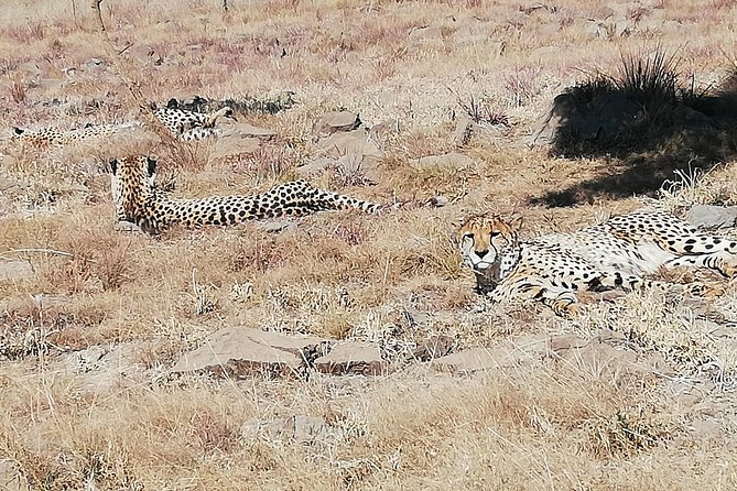 Rhino and Lion Park Half Day Safari From Johannesburg - What to Expect