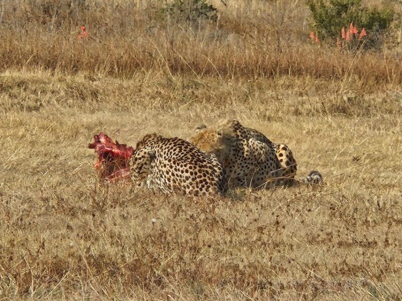 Rhino and Lion Park (Safari) and Cradle (Maropeng Museum) - Key Points