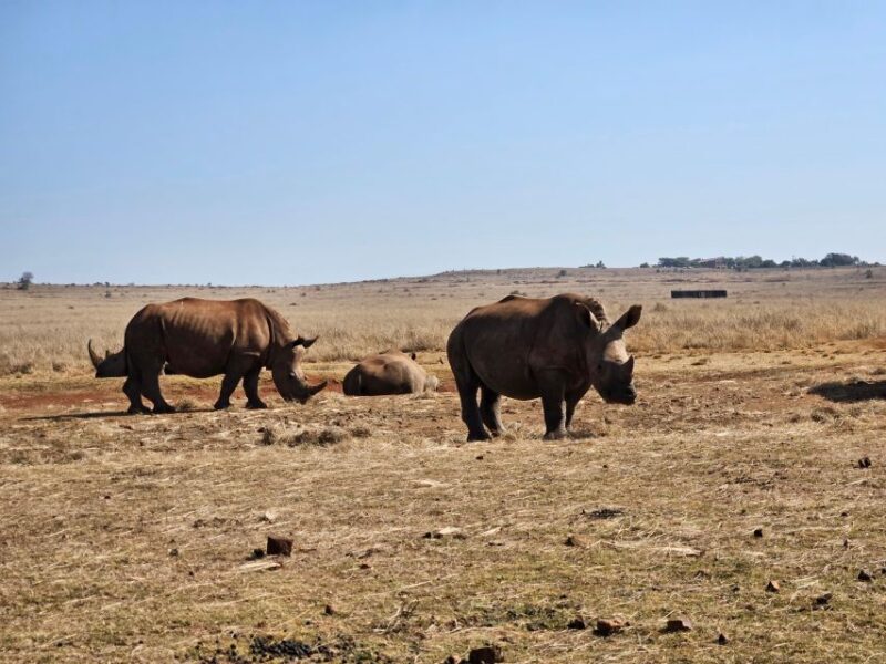 Rhino and Lion Park (Safari) and Cradle (Maropeng Museum) - Maropeng Museum and Fossil Displays