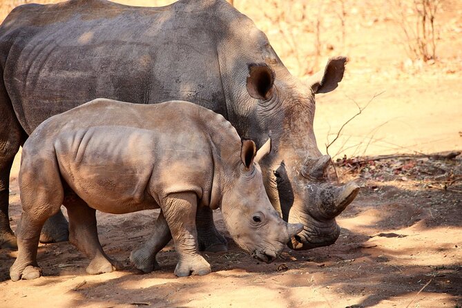 Rhino Game Drive - Highlights of the Game Drive
