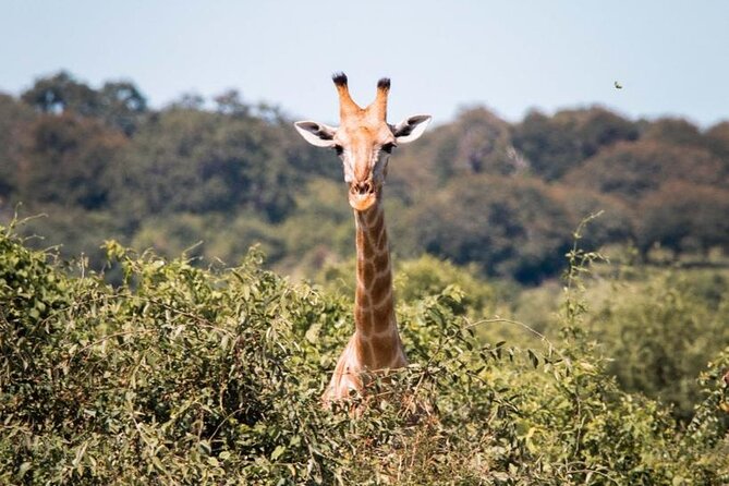 Rhino Game Drive - Included Provisions and Amenities