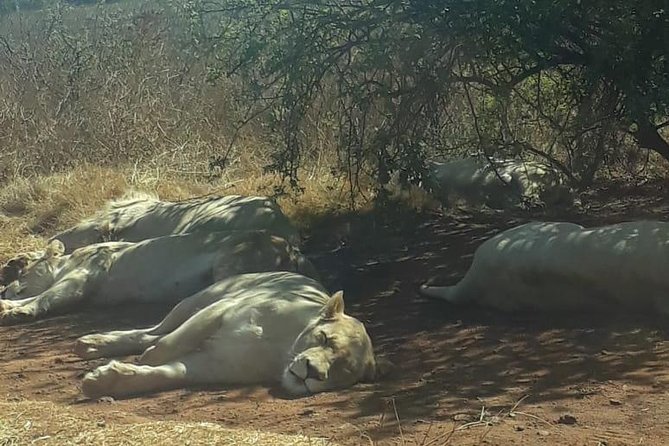 Rhino & Lion Nature Reserve - Included Activities