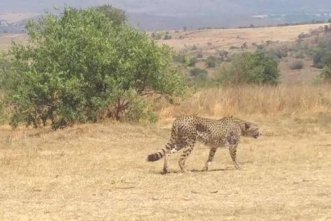 Rhino & Lion Nature Reserve - Booking Information
