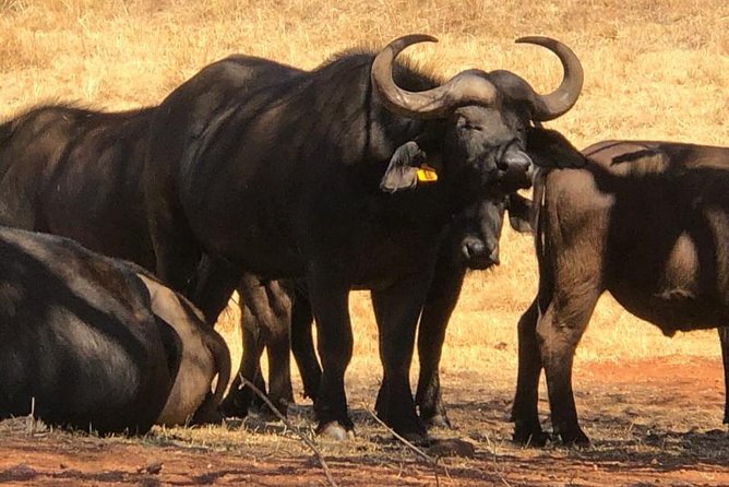 Rhino & Lion Nature Reserve - Accessibility and Group Size