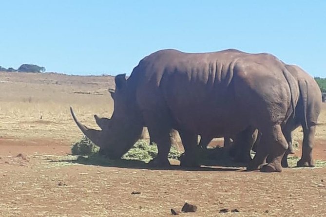 Rhino & Lion Nature Reserve - Additional Highlights