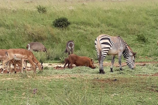 Rhino & Lion Nature Reserve - Traveler Reviews