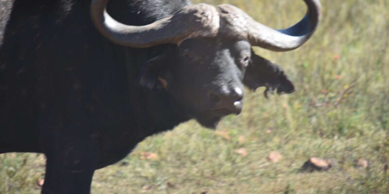 Rhino & Lion Park: Exciting and Fun Private Tour - Key Points