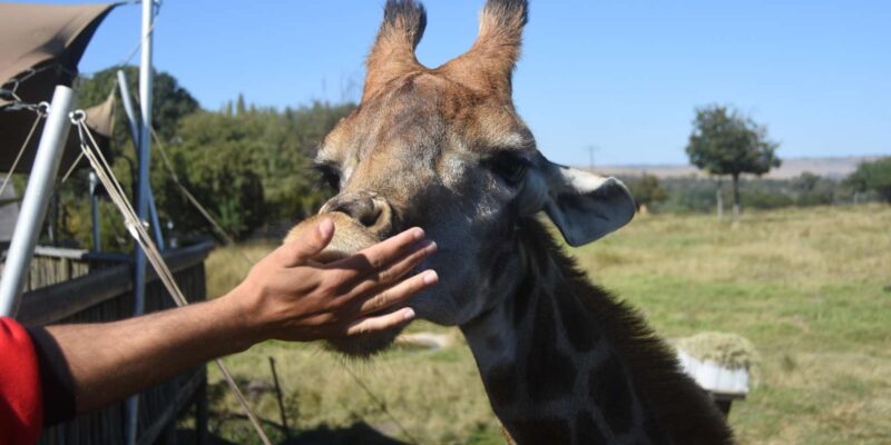 Rhino & Lion Park: Exciting and Fun Private Tour - Booking Information