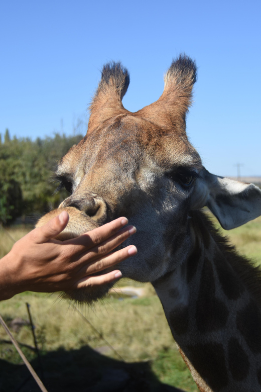 Rhino & Lion Park: Exciting and Fun Private Tour - Experience Highlights