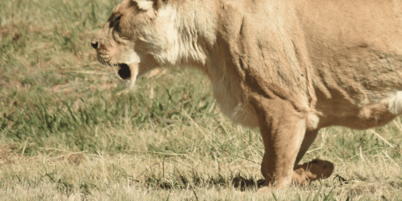 Rhino & Lion Park: Exciting and Fun Private Tour - Included Amenities
