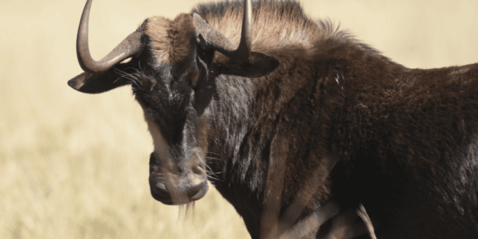 Rhino & Lion Park: Exciting and Fun Private Tour - Wildlife Encounters