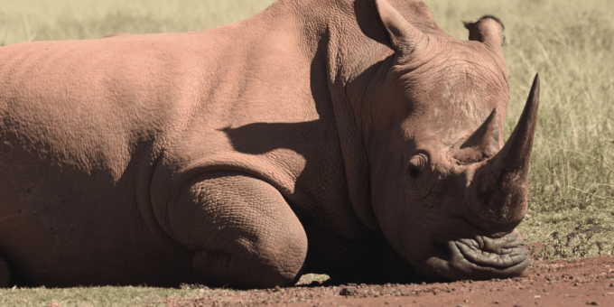 Rhino & Lion Park: Exciting and Fun Private Tour - Pickup and Return