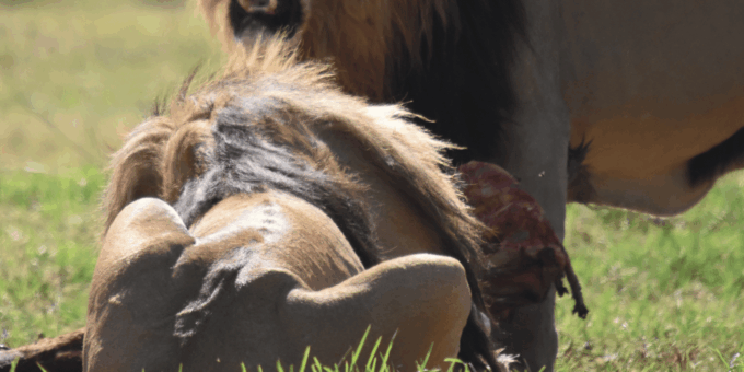 Rhino & Lion Park: Exciting and Fun Private Tour - Frequently Asked Questions