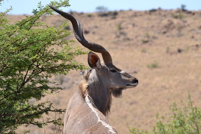 Rhino & Lion Park From Johannesburg - Pricing and Cancellation