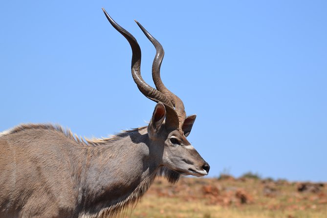 Rhino & Lion Park From Johannesburg - Guest Reviews