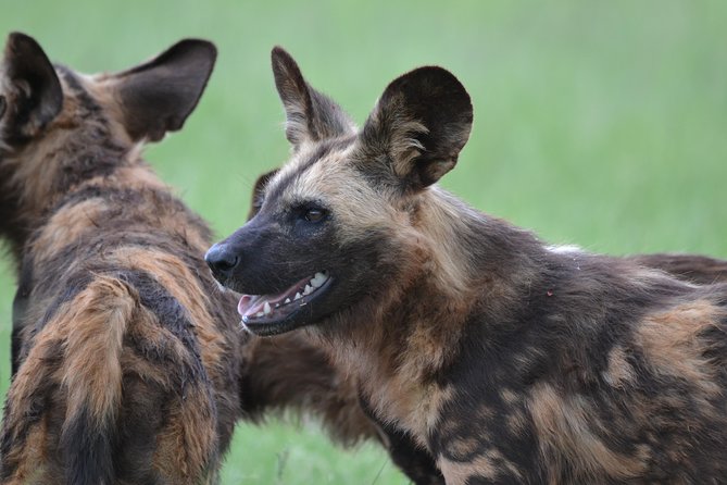 Rhino & Lion Park From Johannesburg - What to Expect