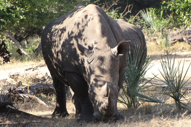 Rhino Walk - Inclusions