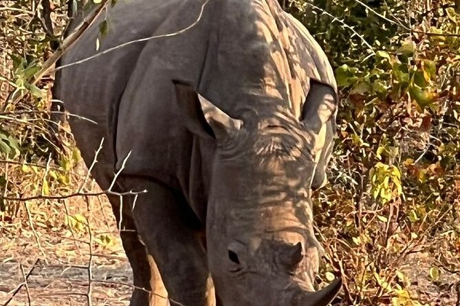Rhino Walking Safari - Highlights of the Experience