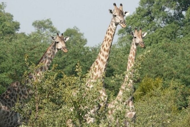 Rhino Walking Safari - Health and Safety Considerations