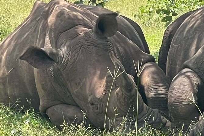 Rhino Walking Safari - Personalized and Private Tour