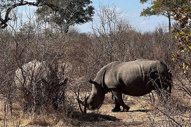 Rhino Walking Safari - Guest Reviews and Ratings