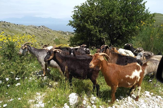 Rhodes Backcountry Shore Excursion - Tour Overview
