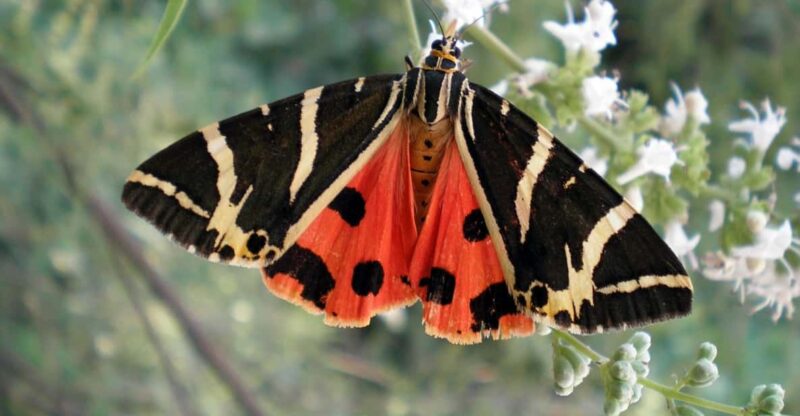 Rhodes: Butterfly Valley & Wine Tasting Tour (Small Group) - Highlights of the Itinerary