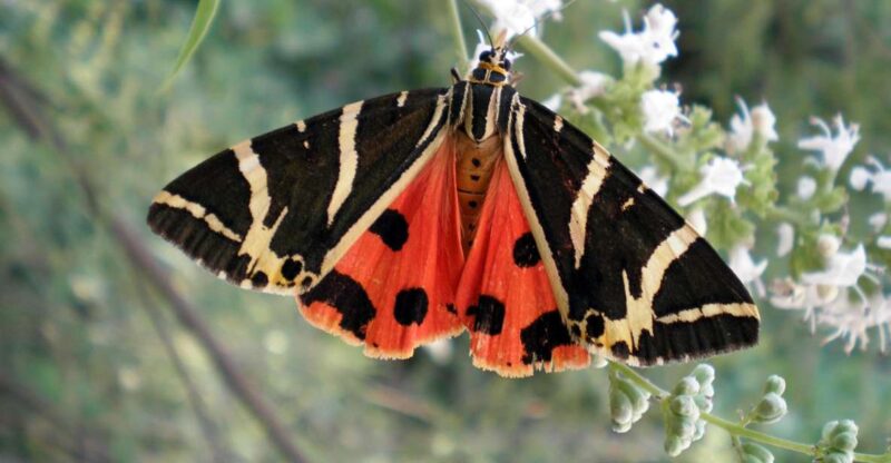 Rhodes: Butterfly Valley & Wine Tasting Tour (Small Group) - Destinations