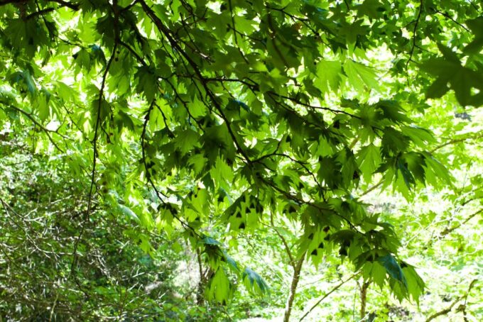 Rhodes: Butterfly Valley & Wine Tasting Tour (Small Group) - Frequently Asked Questions