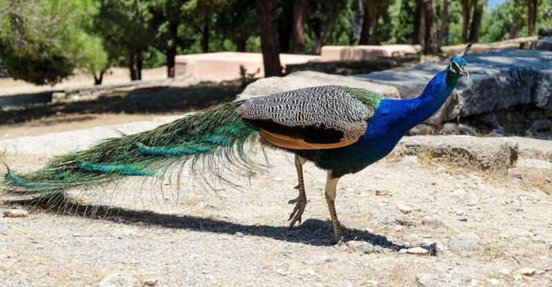 Rhodes: Filerimos Hill and Butterfly Valley Bus Trip - Filerimos Hill Highlights