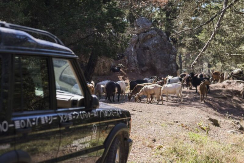 Rhodes: Full-Day 4WD Southern Safari Tour - Inclusion and Exclusions
