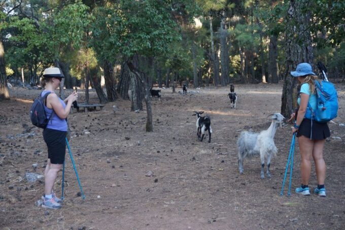 Rhodes: Hike Mountain Profitis Ilias From Salakos Village - Customer Reviews and Feedback