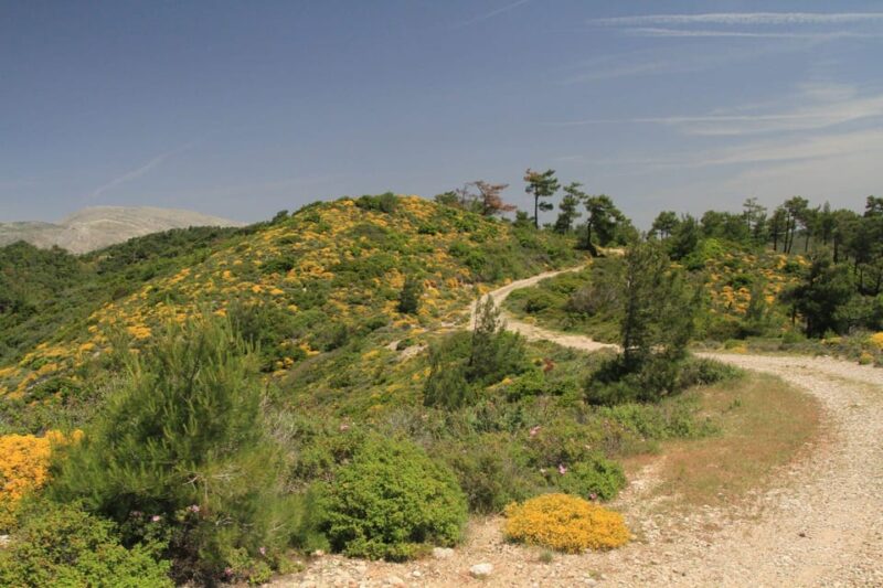 Rhodes: Safari With Experienced Driver - South Pick Ups - Transportation Details